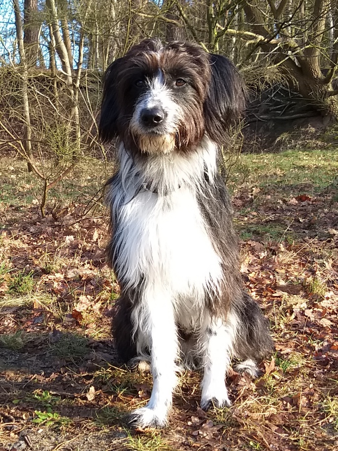 Schulhunde Grundschule Neugraben